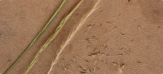 The development of the silvergrass seed head from green to mature