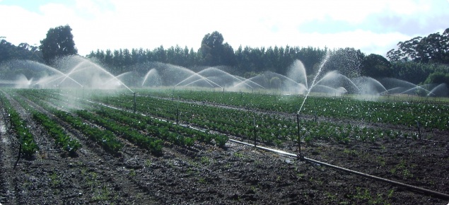 overhead irrigation of cauliflower crop