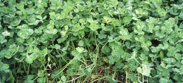 Clover without sulphur deficiency