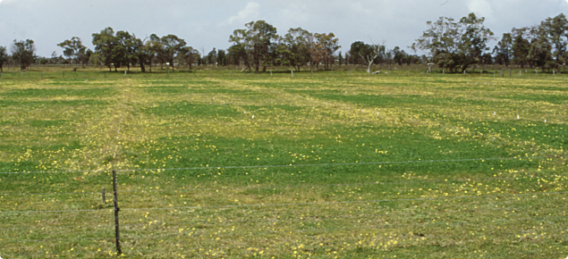 Sulphur fertilised plots showing increased production and improved clover content