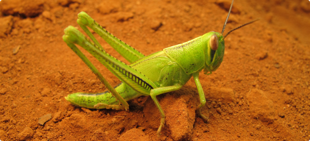 Immature spur-throated locust