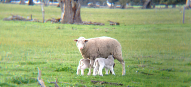 Young ewe with twins