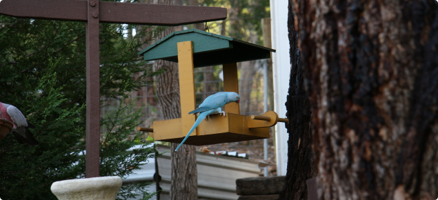 Aviary escaped blue coloured Indian ringneck parakeet eating from a bird feeder