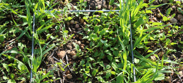 Counting wild radish using a quadrant