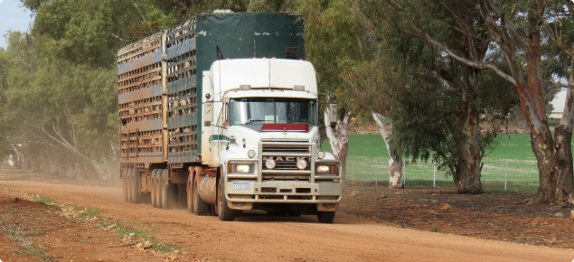 Semi trailer transport truck driving down a dirt road with 4 decks of sheep loaded on board.
