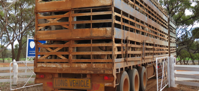 Semi trailer transport truck with four decks filled with sheep, driving out of the driveway out the farm gate with the back of the truck visible.