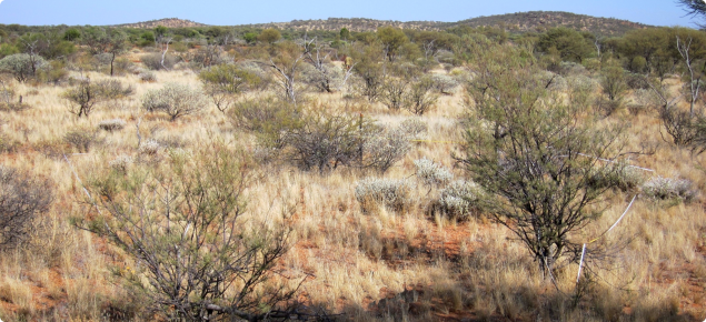 Photograph of a mulga short grass forb community in good condition