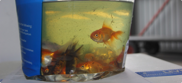 Live fish are considered a potential carrier of pest and disease organisms