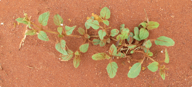 A mature tar vine plant at Mullewa