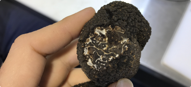 very fine pinholes in a truffle