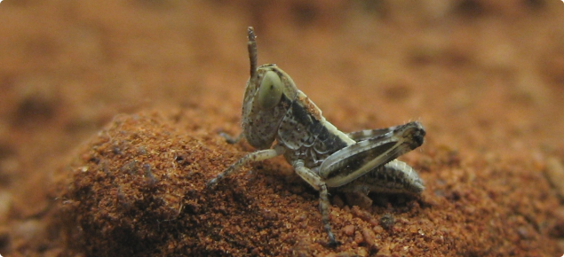 Australian plague locust hopper