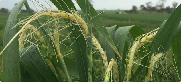 Frosted wheat crop