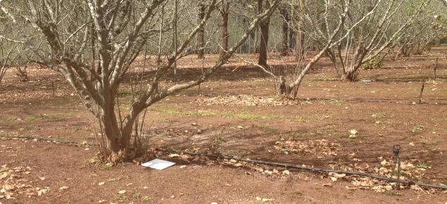 Tile monitoring in a truffle orchard