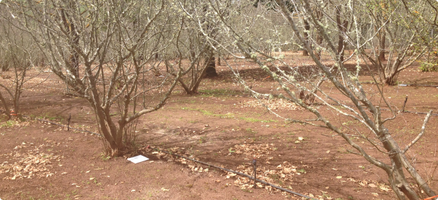 Bathroom tile placed on ground near tree in truffle orchard