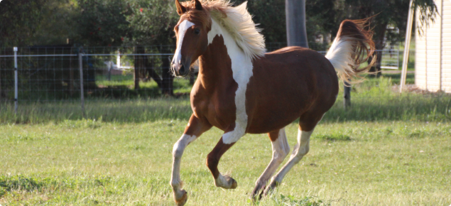 horse in paddock