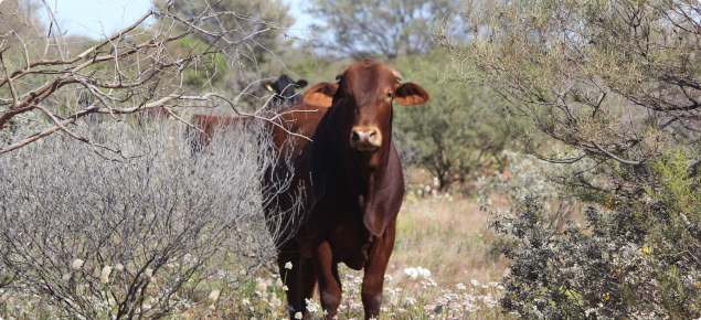 Pastoral cattle