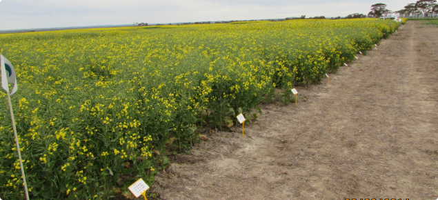 Flowering canola in density trial