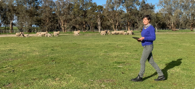 Researcher with sheep in paddock