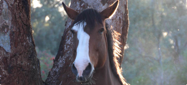 horse next to tree