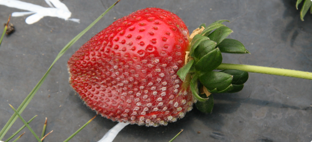 Symptoms of powdery mildew on a strawberry