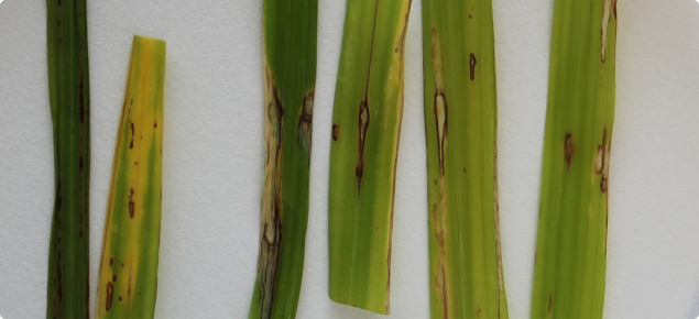 Rice blast lesion on detached rice leaves