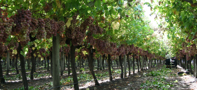 Table grapes being grown in Boyanup