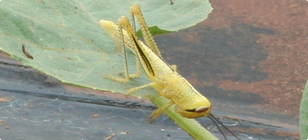 Immature spur throated locust 