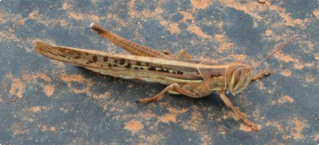 Adult spur throated locust on black plastic background