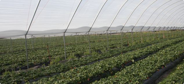 Strawberries grown under cover 