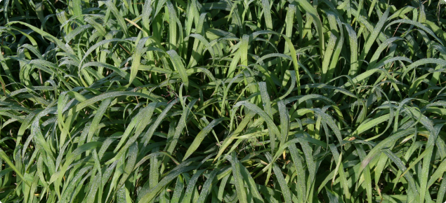 pasture crop