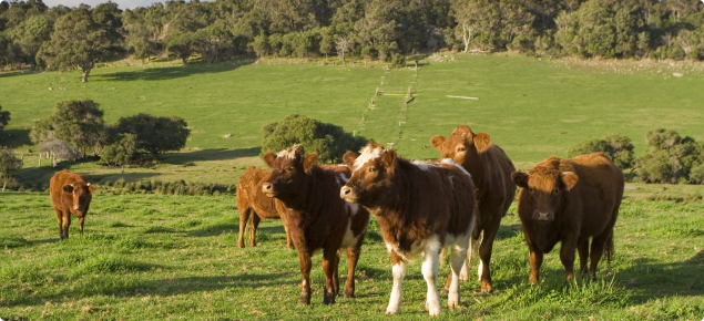 cows in pasture, Margaret River Australia