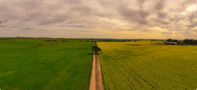 Canola and Wheat Crops