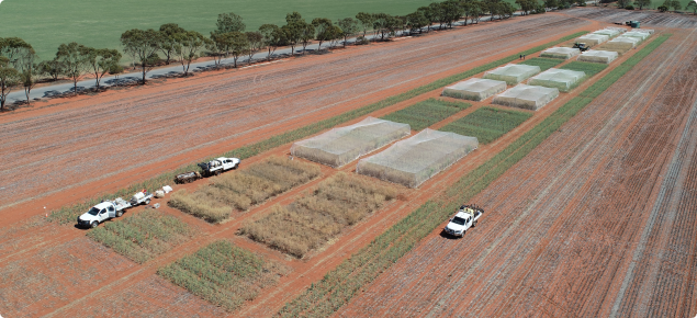 Very early sown canola variety trial at Mullewa 2019, harvest TOS 1