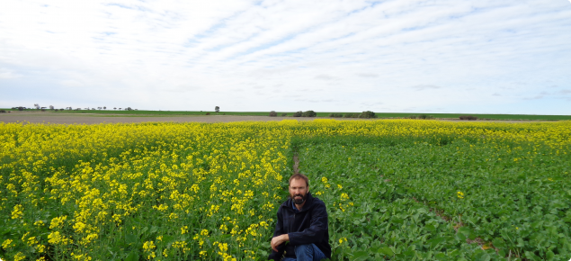 Very early sown canola variety trial at Wongan Hills