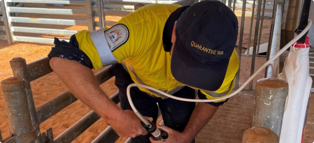 Man handling livestock using a device 