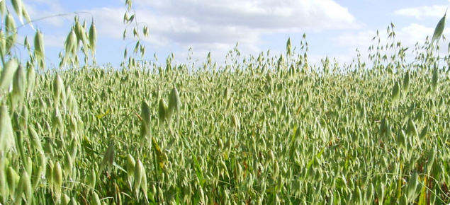 Eye level view of an oat plot with pannicles open prior to haying off.