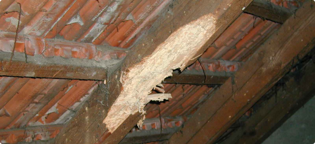 An infested structual ceiling beam. It has been severely damaged by EHB.