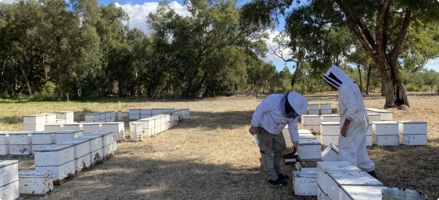Regular hive inspections help beekeepers to maintain healthy colonies.