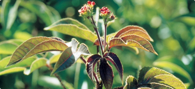 Bellyache bush (Jatropha gossypiifolia) plant