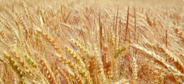 A dense infestation of jointed goatgrass in wheat. 