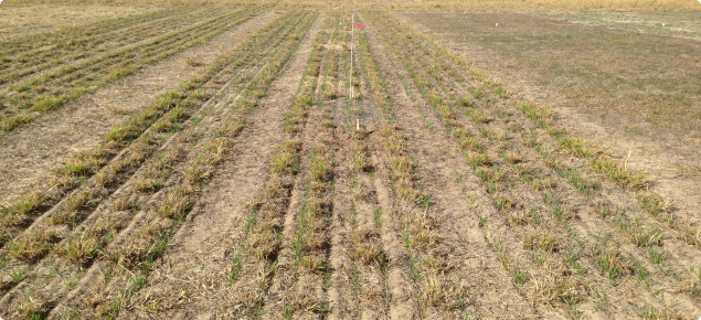 Early barley shoots emerging from dormant (dry, browned off) perennials in trial plot.