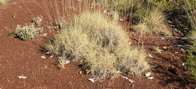 Hard spinifex is often found with a sparse low tree cover, including snappy gum (Eucalyptus brevifolia) in the East Kimberley.