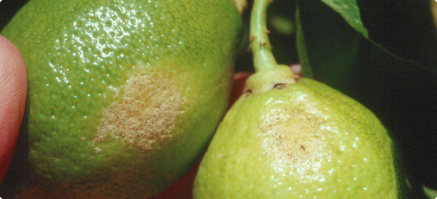 Kellys citrus thrips damage to lemons