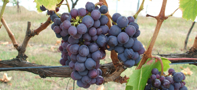 Kadarka wine grapes
