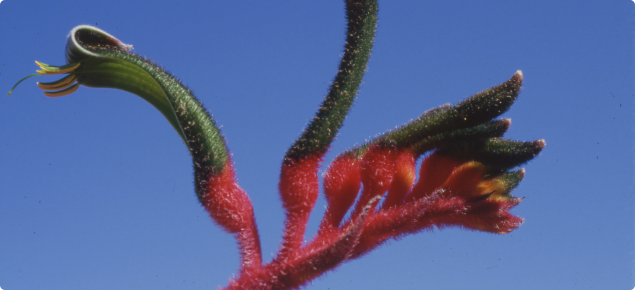 Red and green kangaroo paw