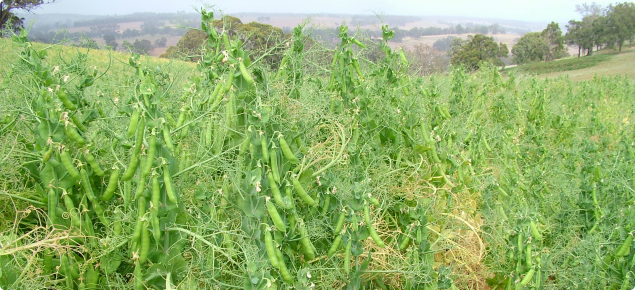 High yielding Kaspa field pea crop