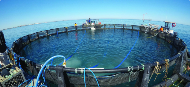 Kingfish bathing tank