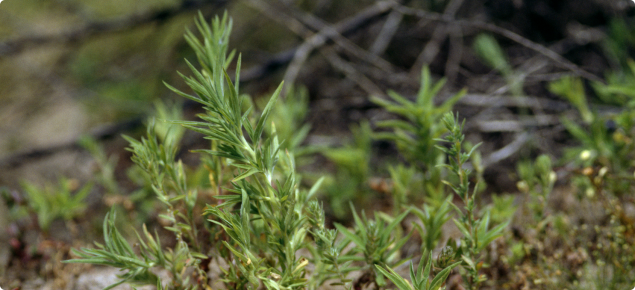 Kochia plant.