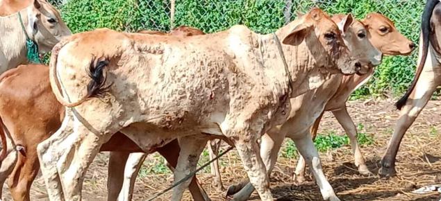 native Lao cattle with LSD lesions (Source: unknown)
