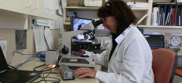 Laboratory staff viewing worm larvae